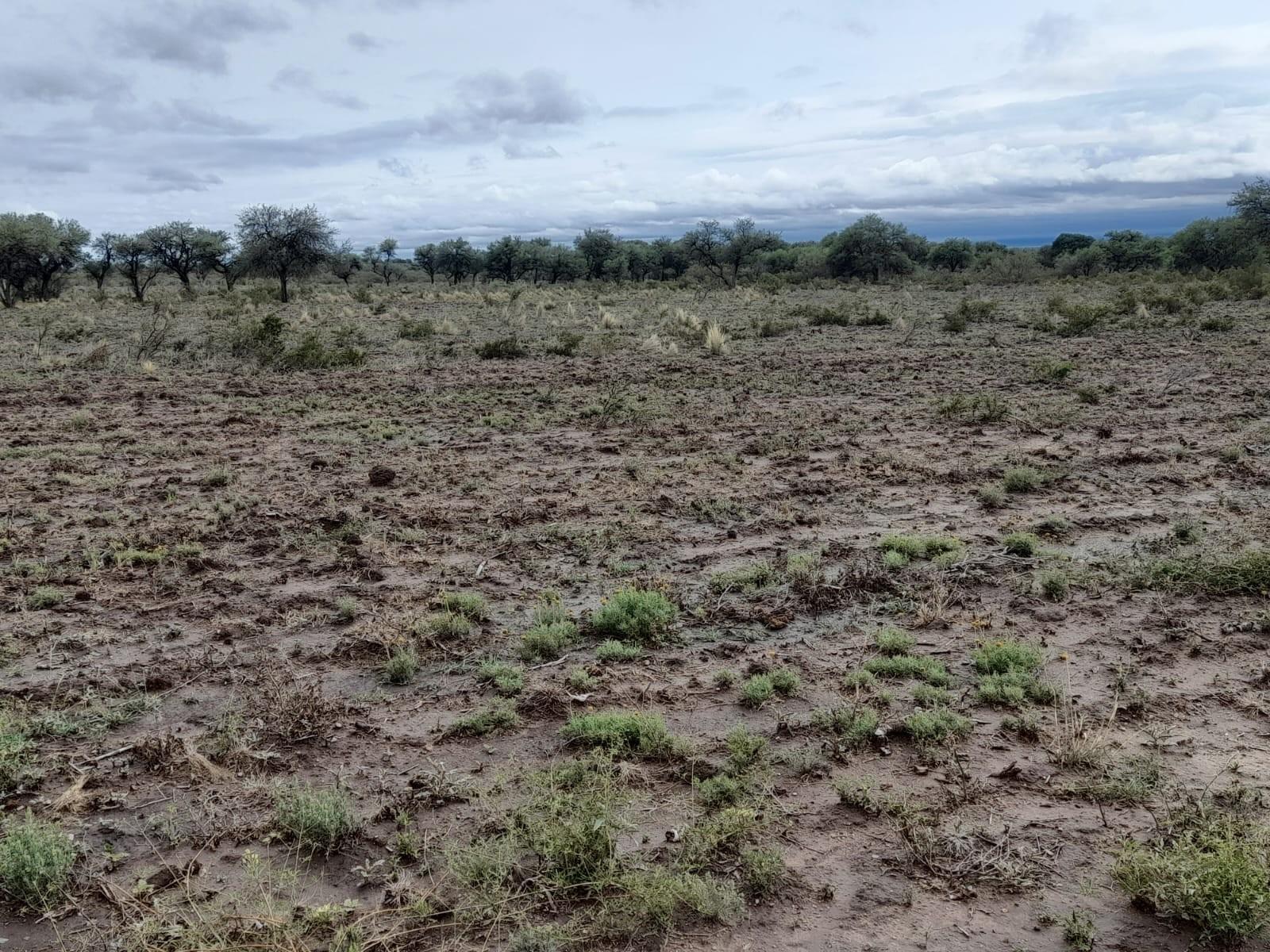 PARAJE LOS LOBOS, SAN LUIS · Chacabuco — foto 14
