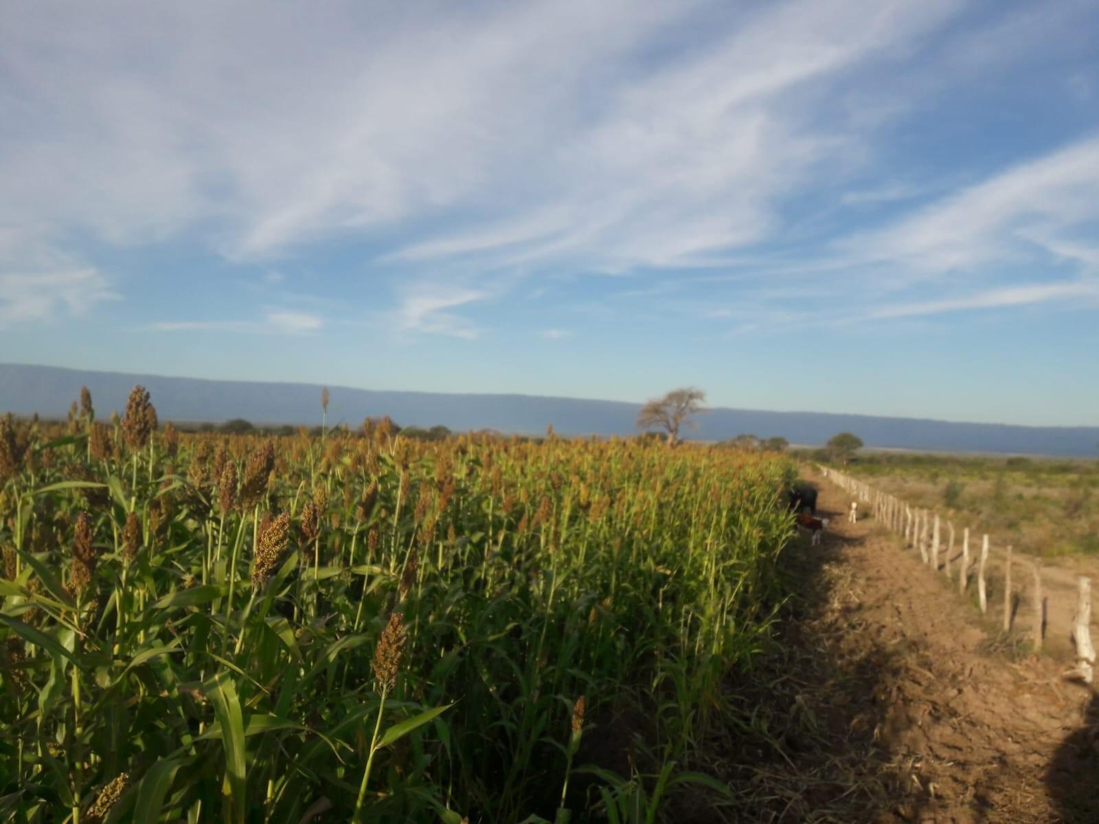 PARAJE LOS LOBOS, SAN LUIS · Chacabuco — foto 16