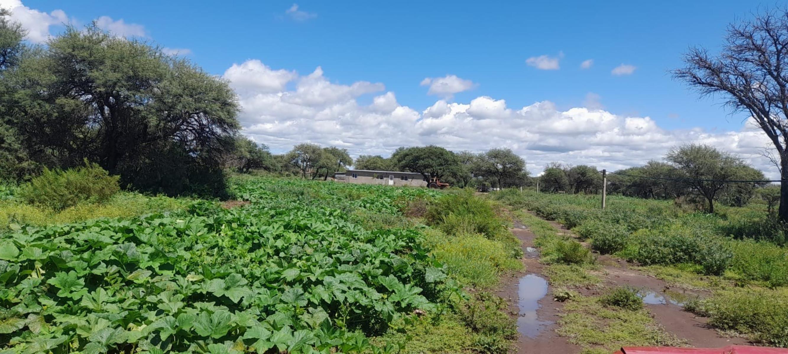 PARAJE LOS LOBOS, SAN LUIS · Chacabuco — foto 8