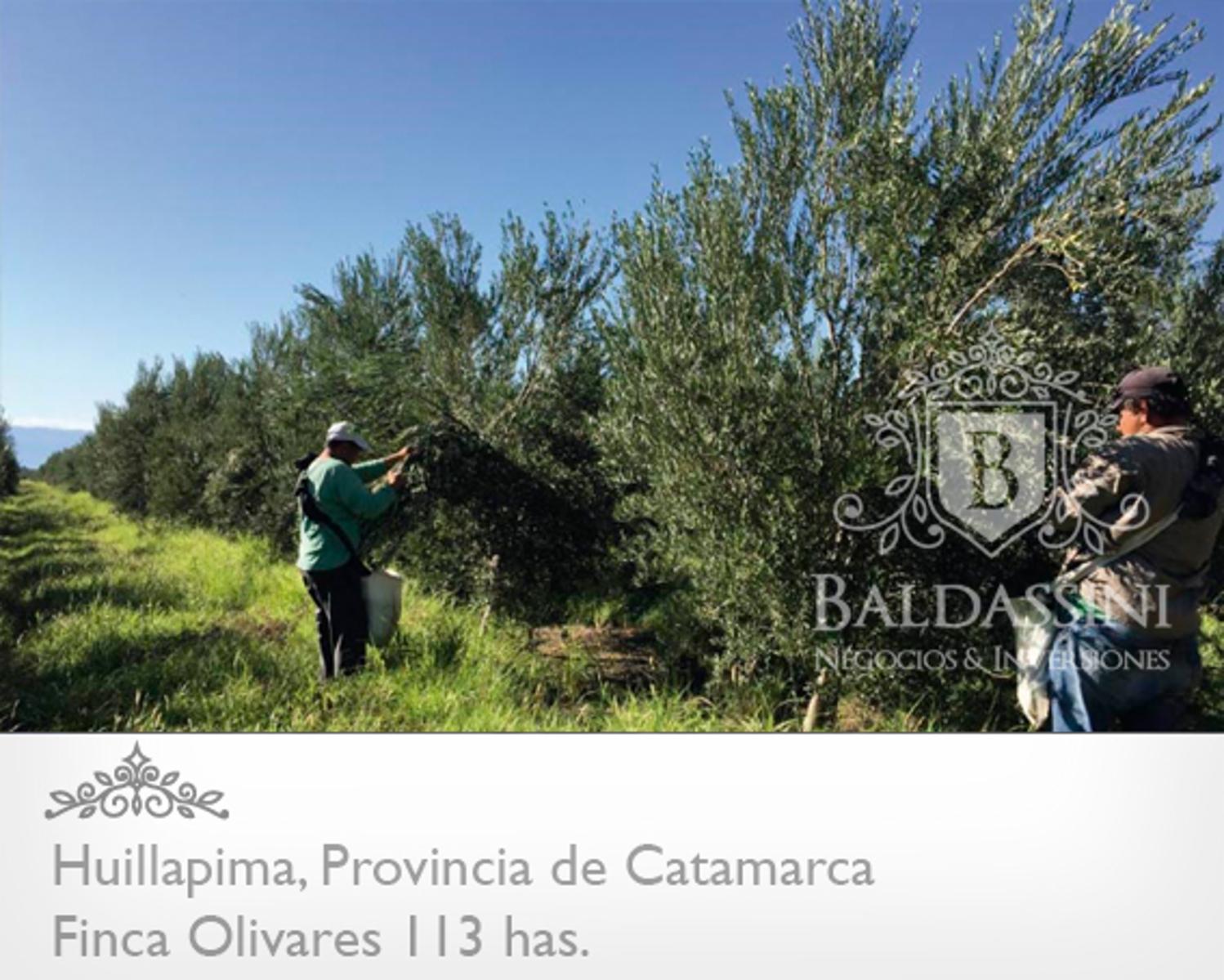 Campo de olivares de 113 Has, en Huillapima, Provincia de Catamarca