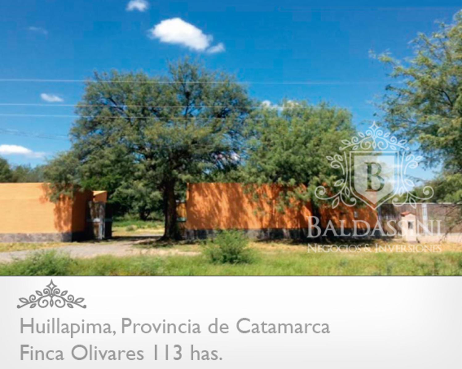 Campo de olivares de 113 Has, en Huillapima, Provincia de Catamarca · Capayán — foto 3
