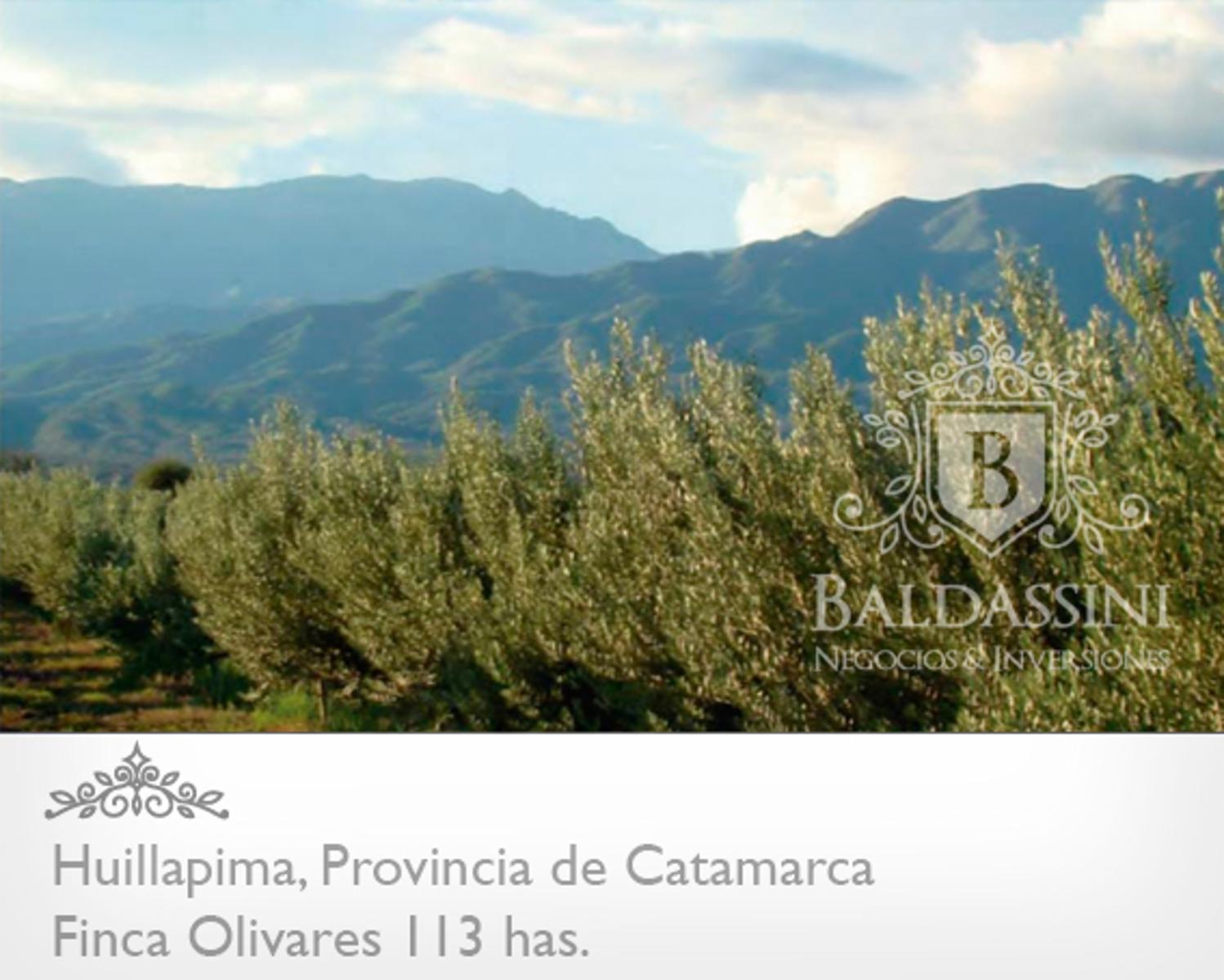 Campo de olivares de 113 Has, en Huillapima, Provincia de Catamarca · Capayán — foto 4