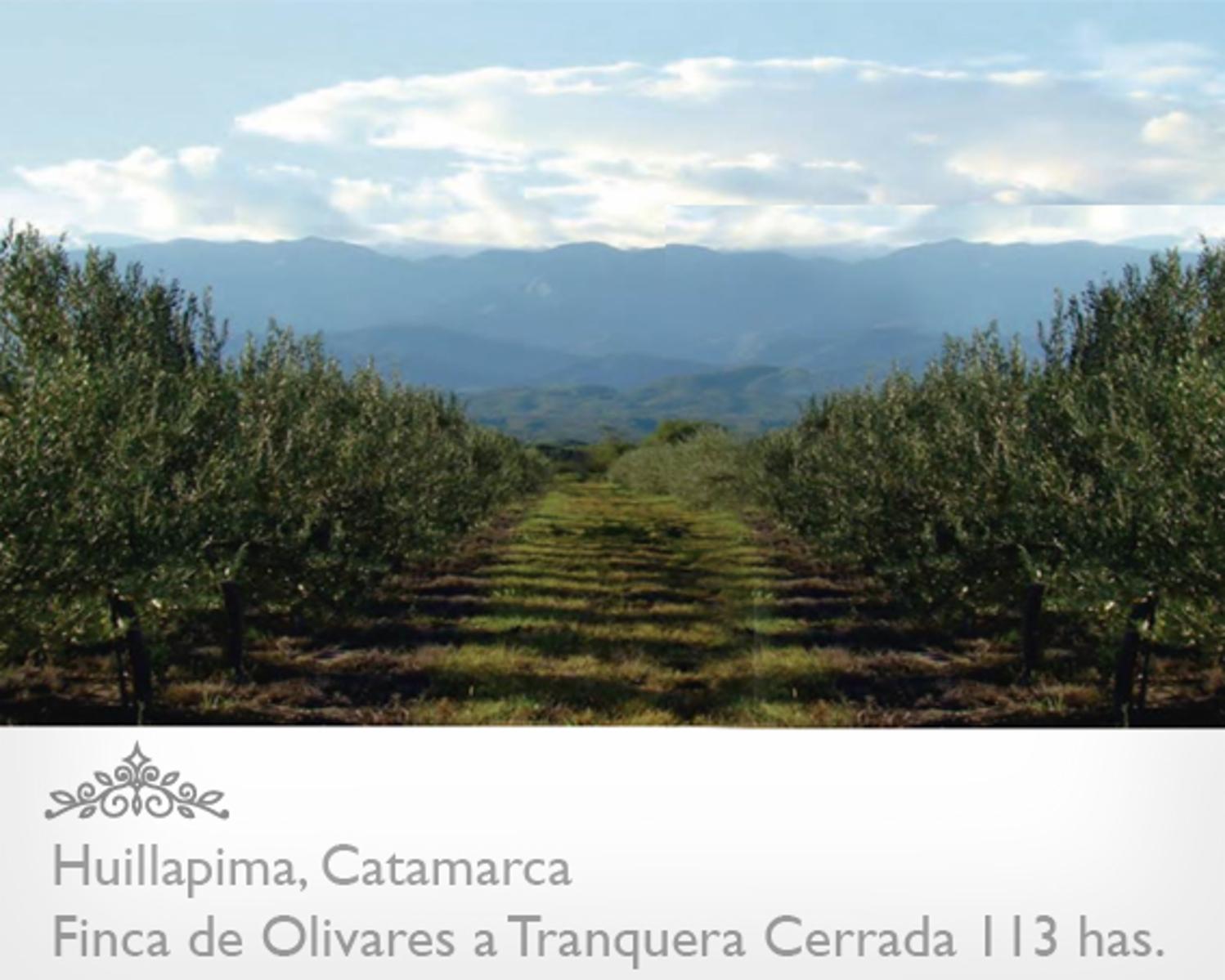 Campo de olivares de 113 Has, en Huillapima, Provincia de Catamarca · Capayán — foto 5