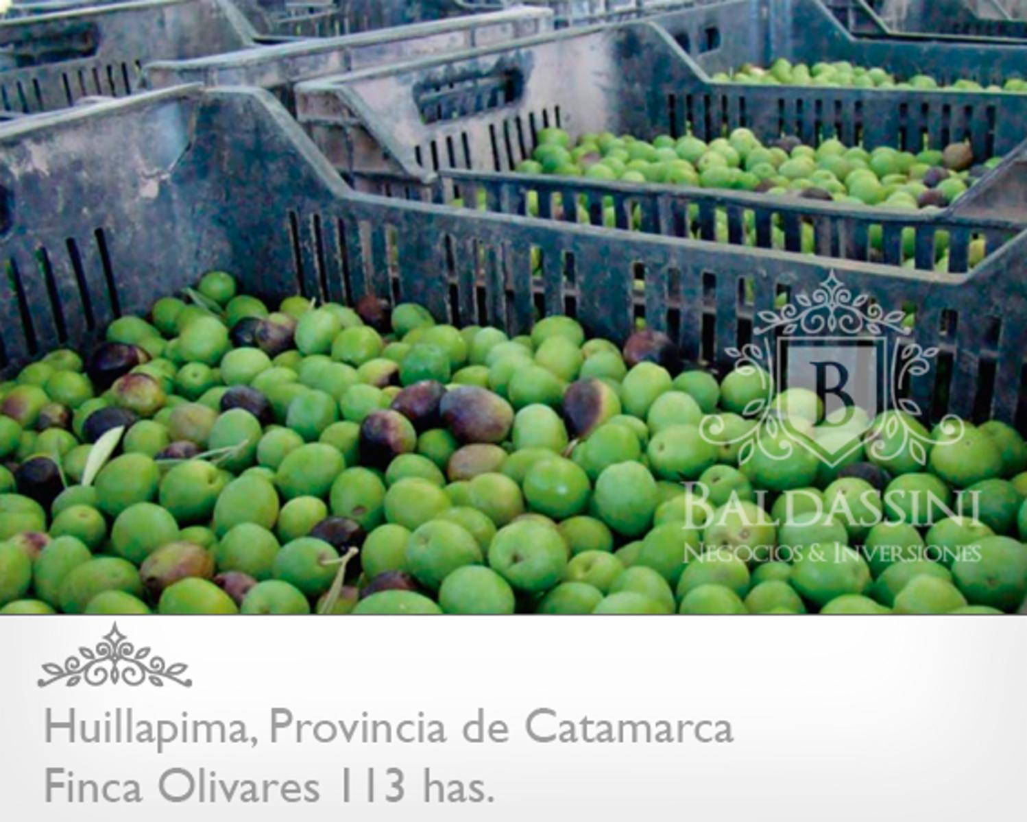 Campo de olivares de 113 Has, en Huillapima, Provincia de Catamarca · Capayán — foto 6