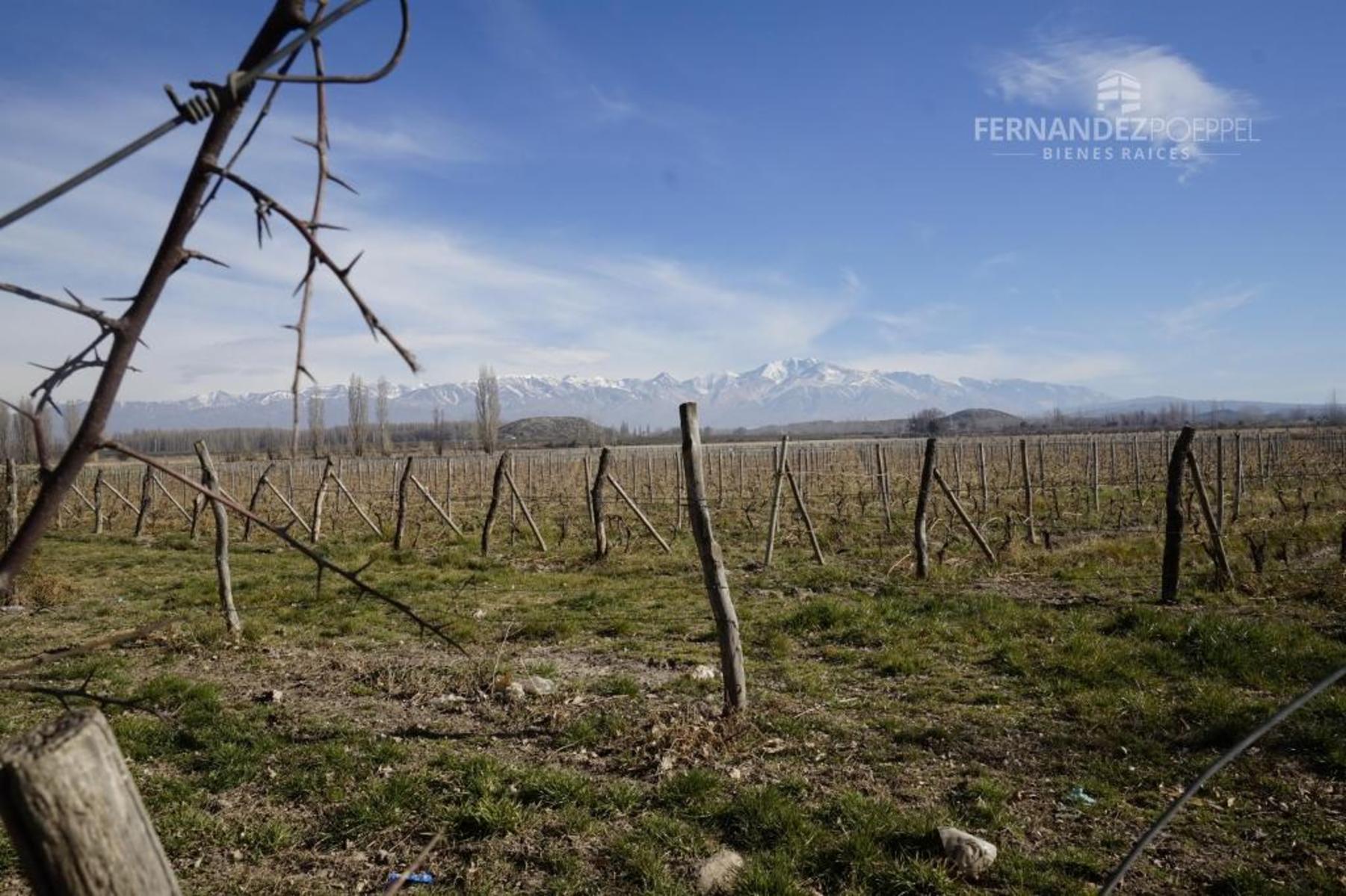 San Jose · Tupungato — foto 18