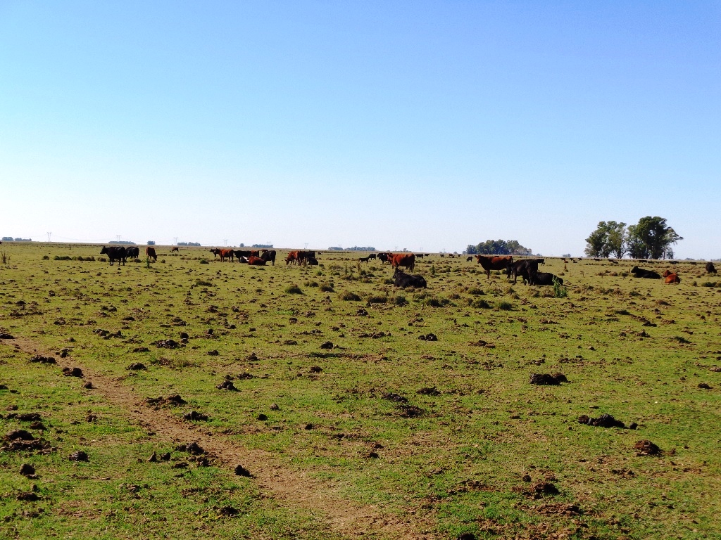 Ruta 3 km 215, a 30 km de ruta · Tapalqué — foto 12