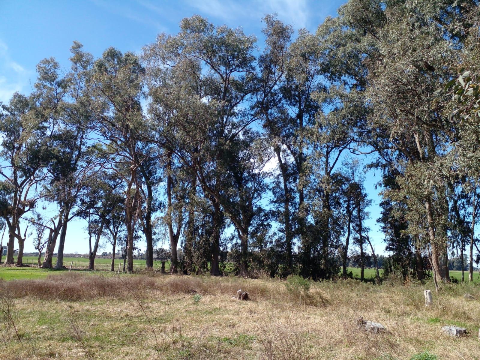 LOTE ARBOLADO CON ESCRITURA EN Bº LA PARADA -  BRANDSEN