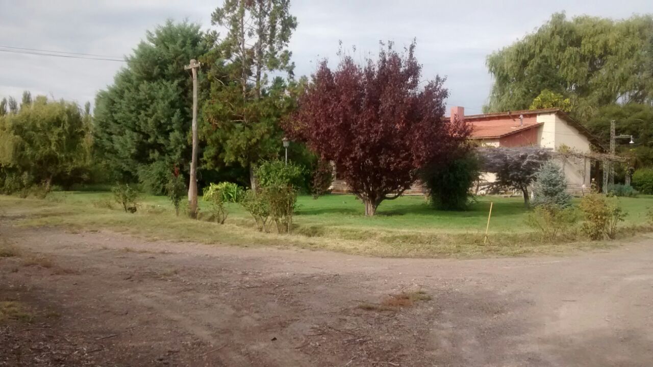 Oportunidad. Chacra en producción con vivienda POMONA   U$s 9500 la hectárea 