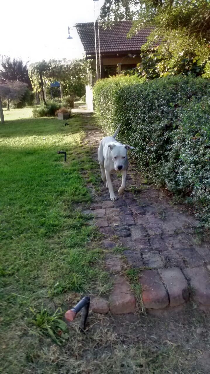 chacra pomona · Avellaneda — foto 10