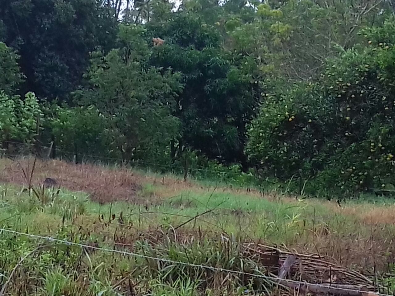 PANAMBI SOBRE AV SIN NOMBRE · Oberá — foto 3