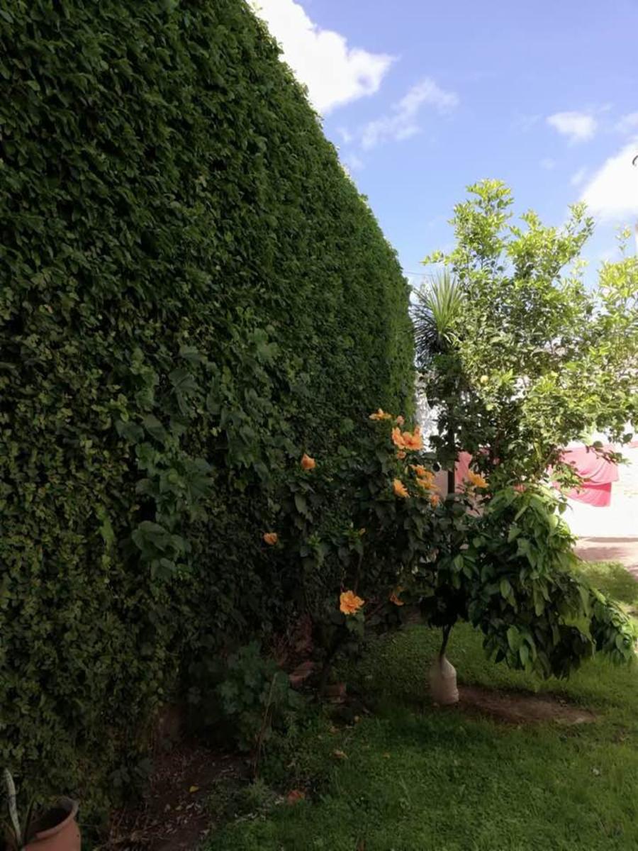 Schiafino · Gualeguay — foto 13