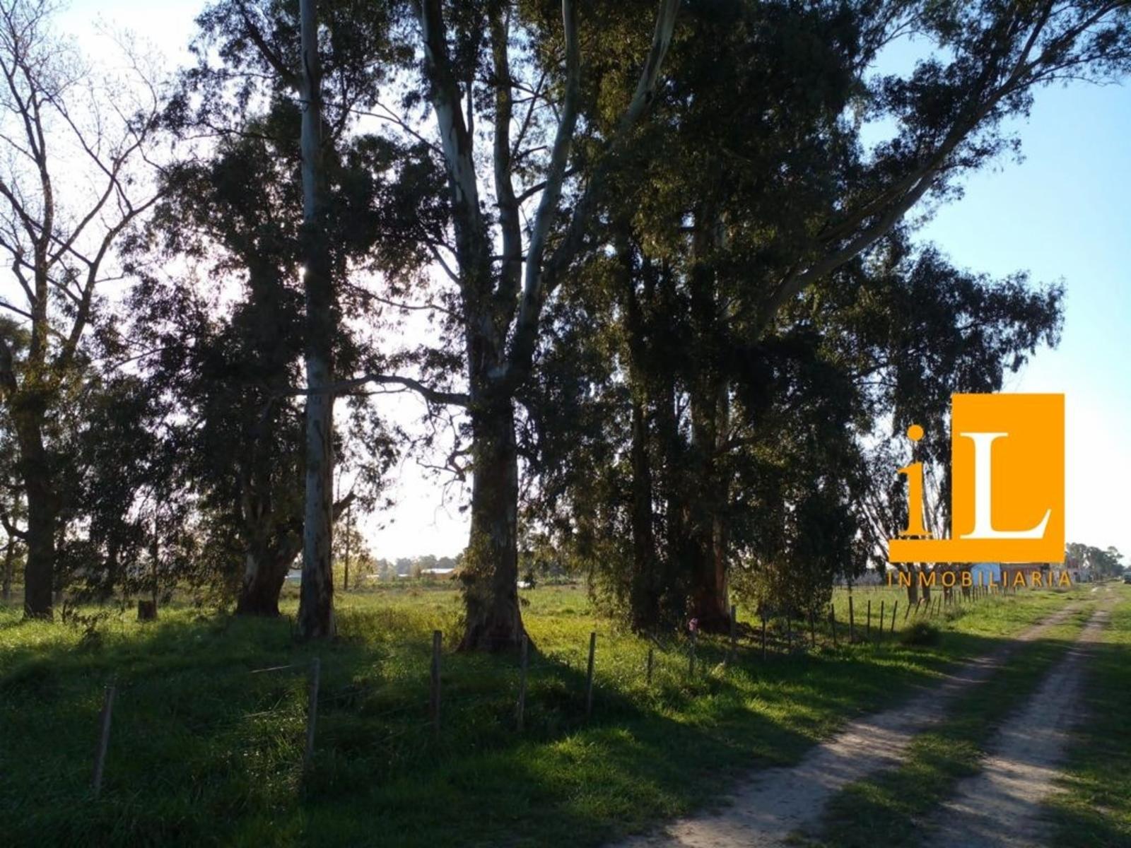 Ruta 210 - Km 61.800 · Brandsen — foto 5