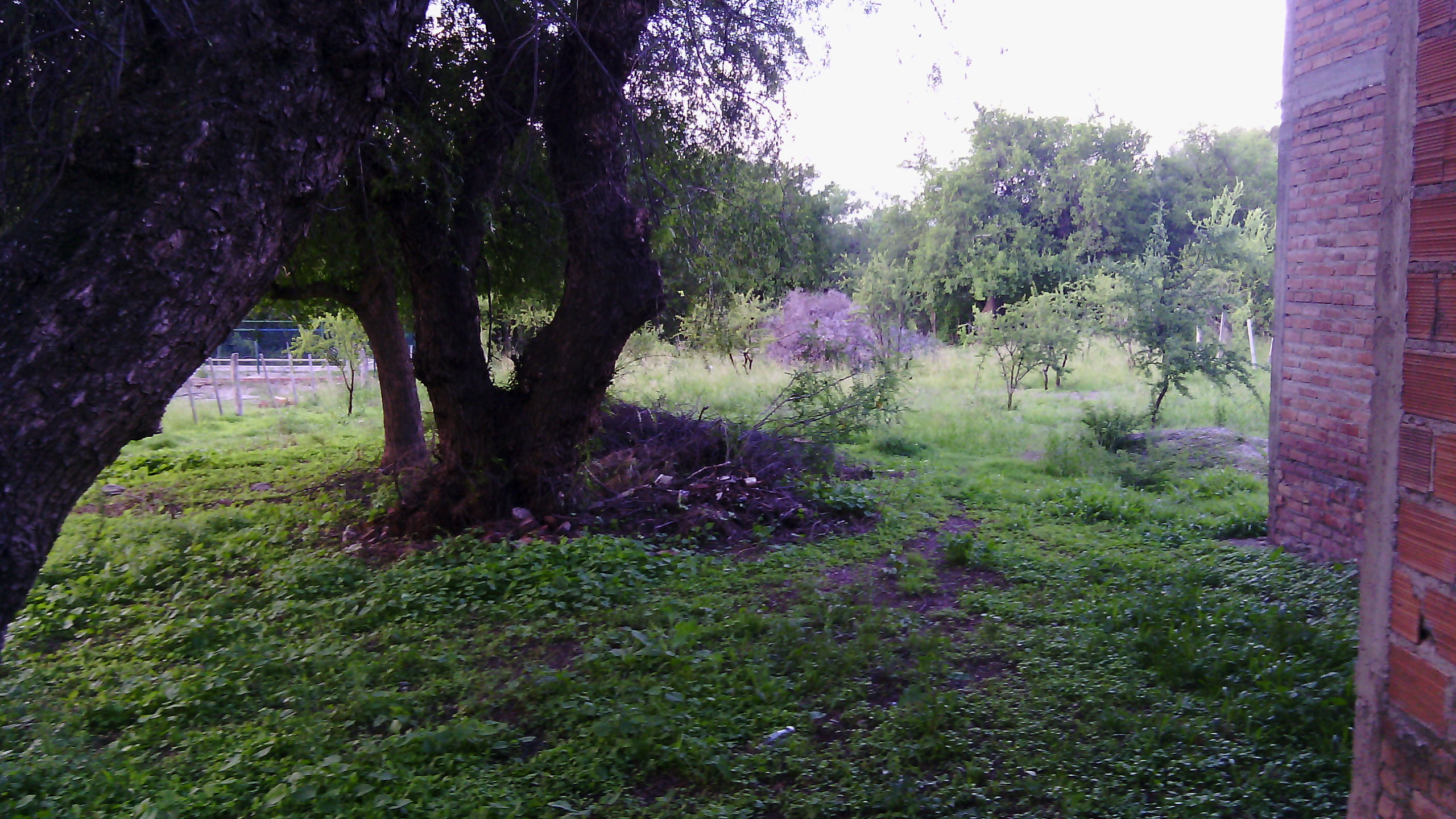 Becerra · Junín — foto 5