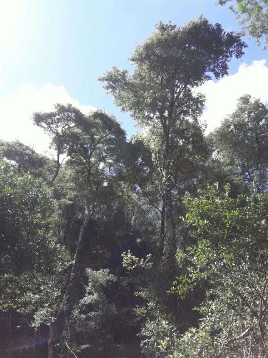 Colonia Cerro Cora ***REMATO - CHACRA -PROPIEDAD. $ 650000 $650.000 · Leandro N. Alem — foto 7