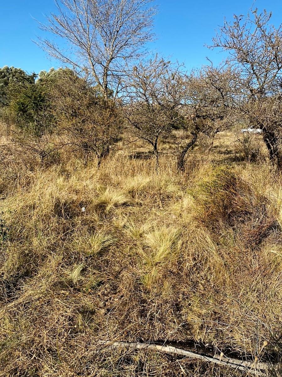 Eucaliptos 6 · Punilla — foto 15
