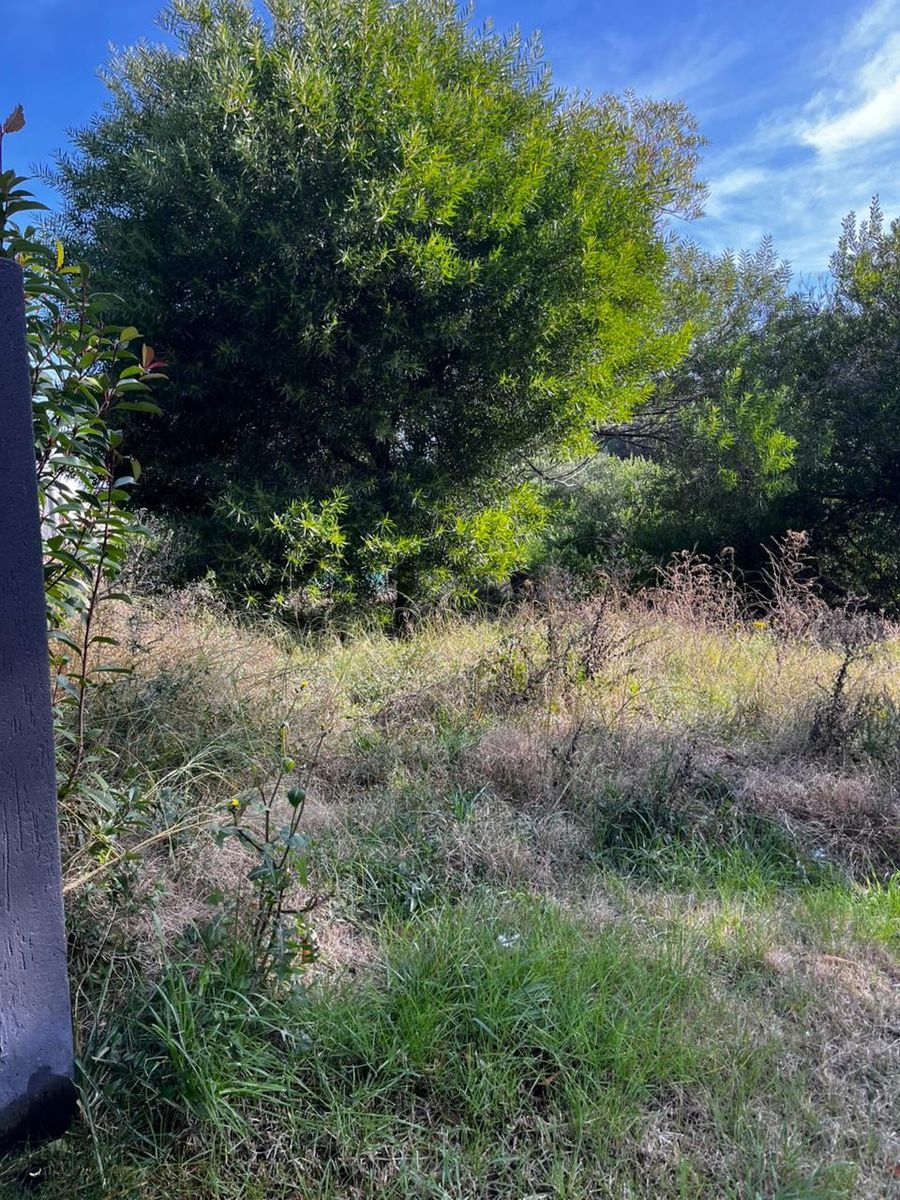 LAS URRACAS Y LAS COTORRAS · Monte Hermoso — foto 3