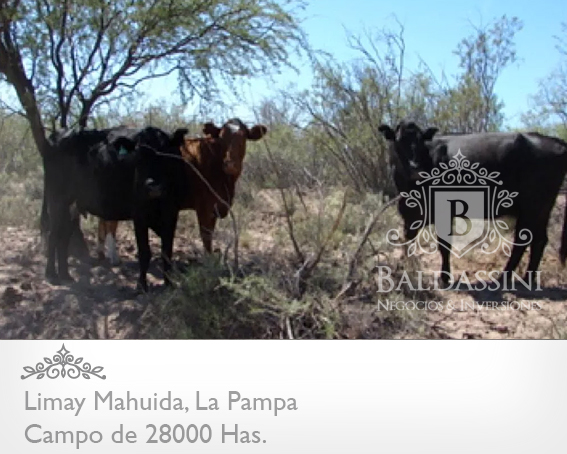 28000 HAS. EN LIMAY MAHUIDA - COTO EDE CAZA/GANADERO · Limay Mahuida — foto 6