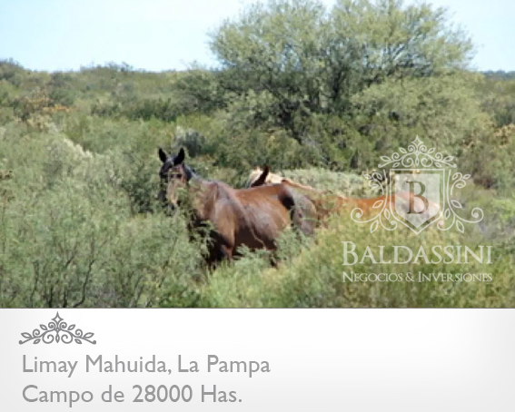 28000 HAS. EN LIMAY MAHUIDA - COTO EDE CAZA/GANADERO · Limay Mahuida — foto 7