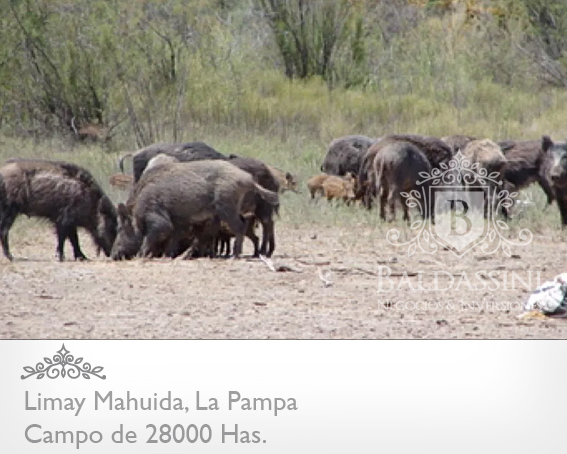 28000 HAS. EN LIMAY MAHUIDA - COTO EDE CAZA/GANADERO · Limay Mahuida — foto 8