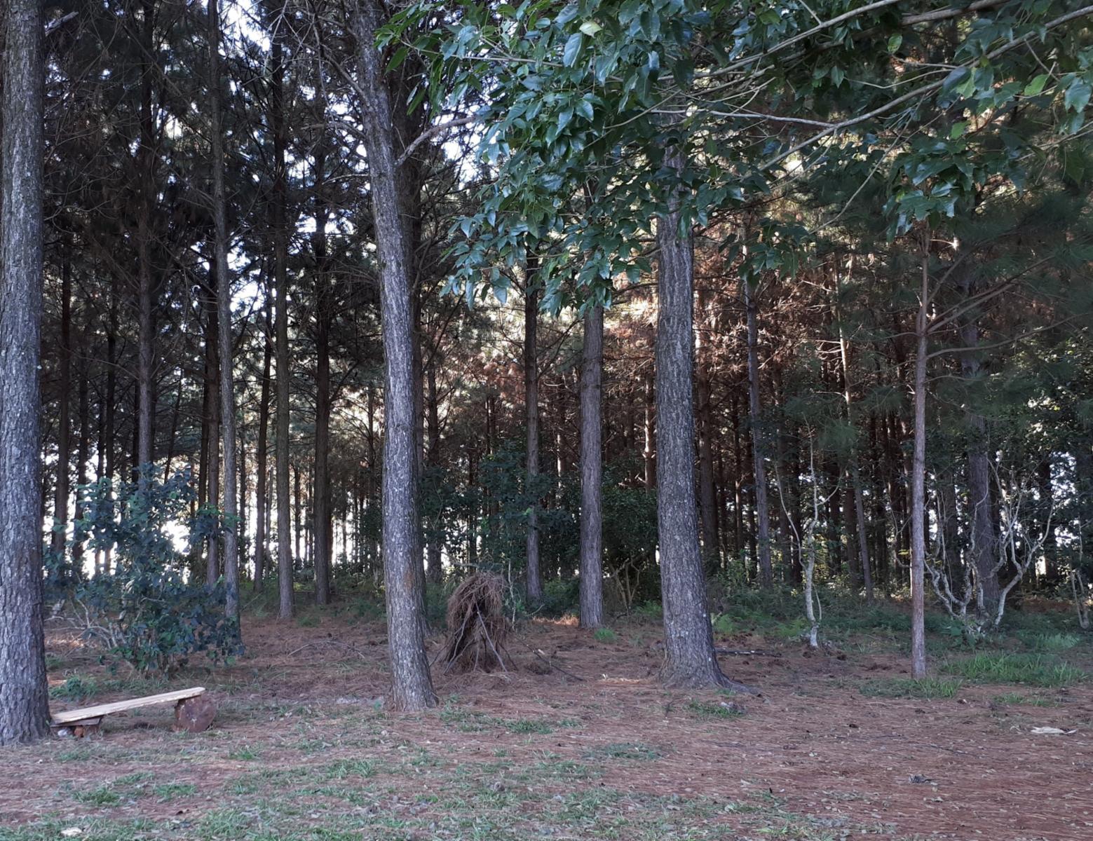 COLONIA ALBERDI · Oberá — foto 3