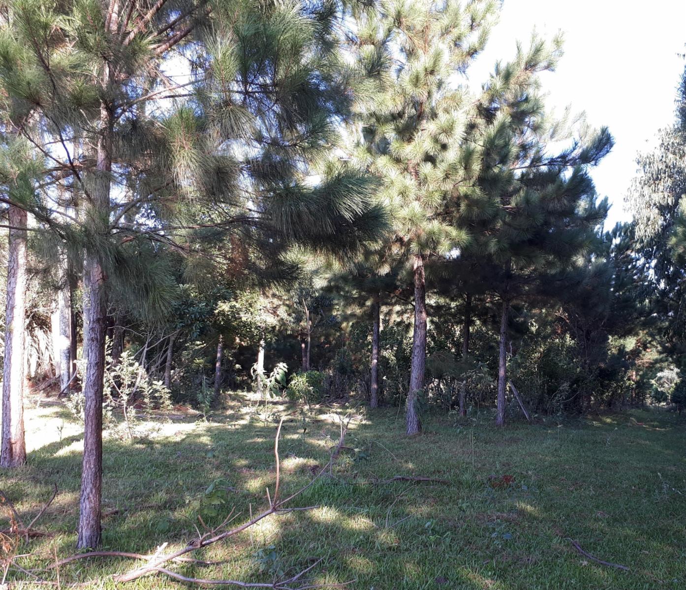 COLONIA ALBERDI · Oberá — foto 7