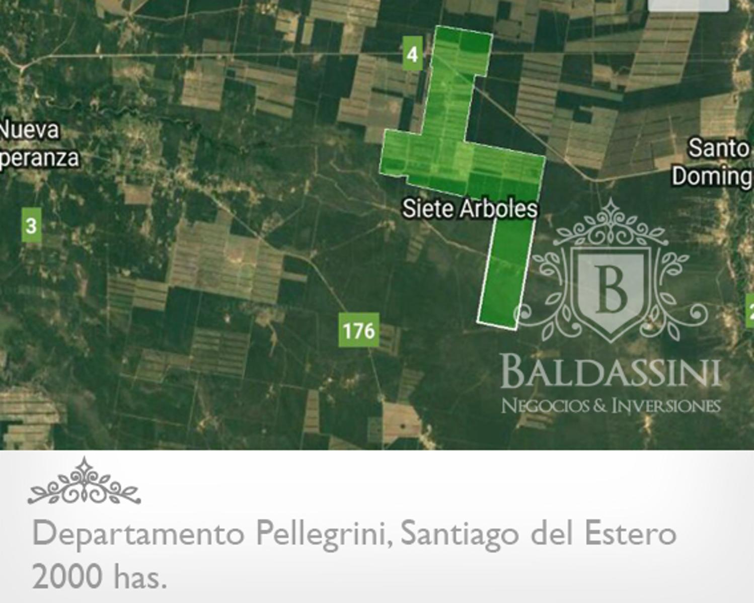 2000 HAS. EN SIETE ARBOLES - PELLEGRINI - SANTIAGO DEL ESTERO. DESARROLLADO - ZONA PRODUCTIVA