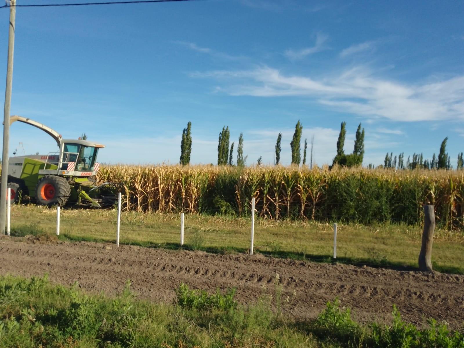 Ruta 202, km 6 · General Alvear — foto 11