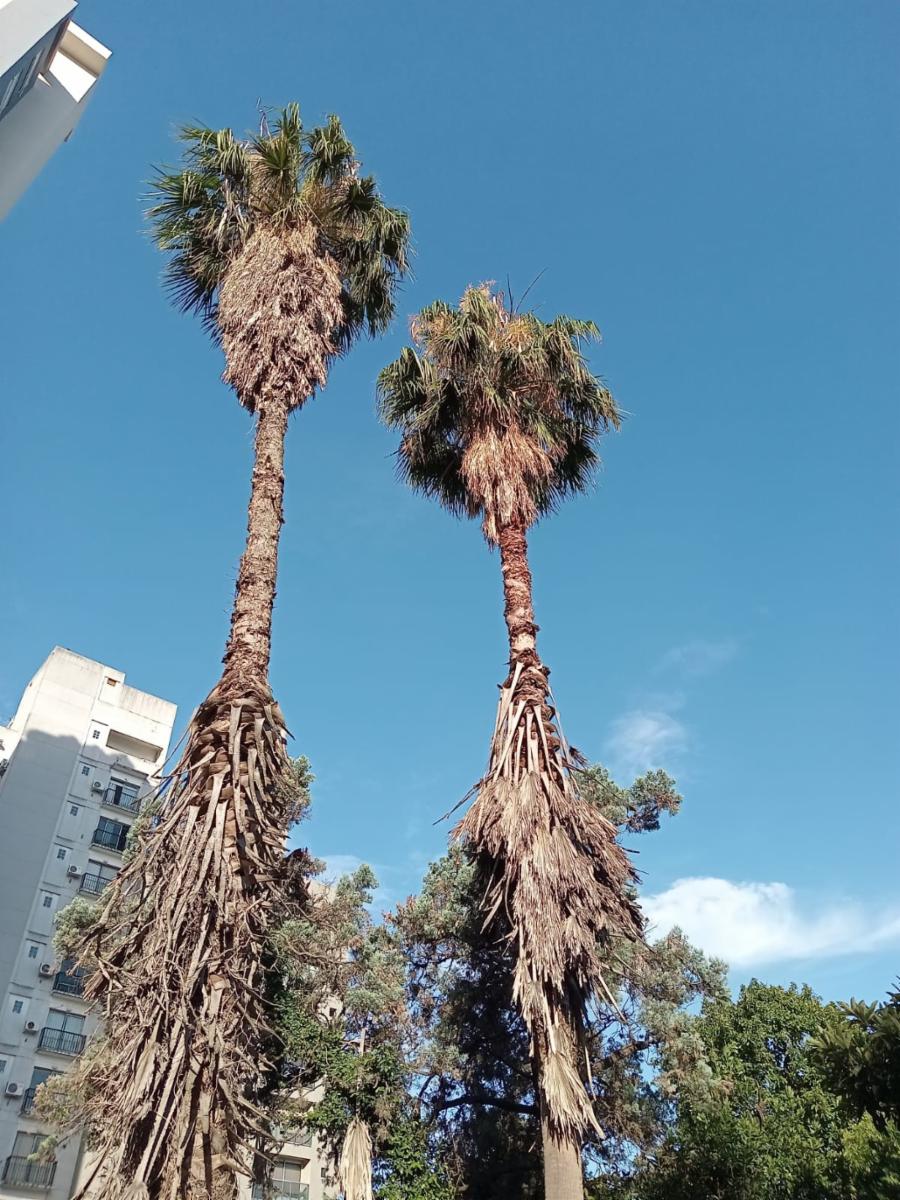 Conesa 900 · San Miguel — foto 4