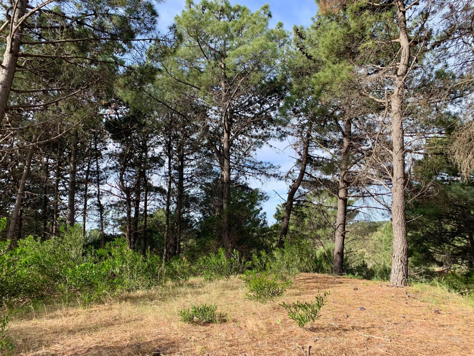 Las Cotorras entre Sansot y Lechuzas · Monte Hermoso — foto 4