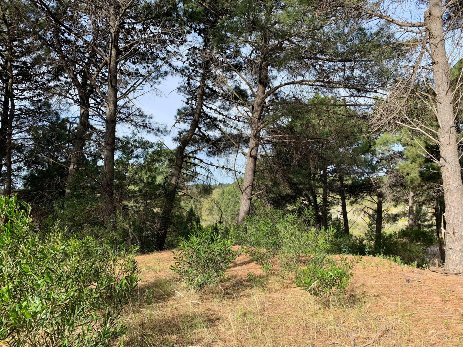 Las Cotorras entre Sansot y Lechuzas · Monte Hermoso — foto 6