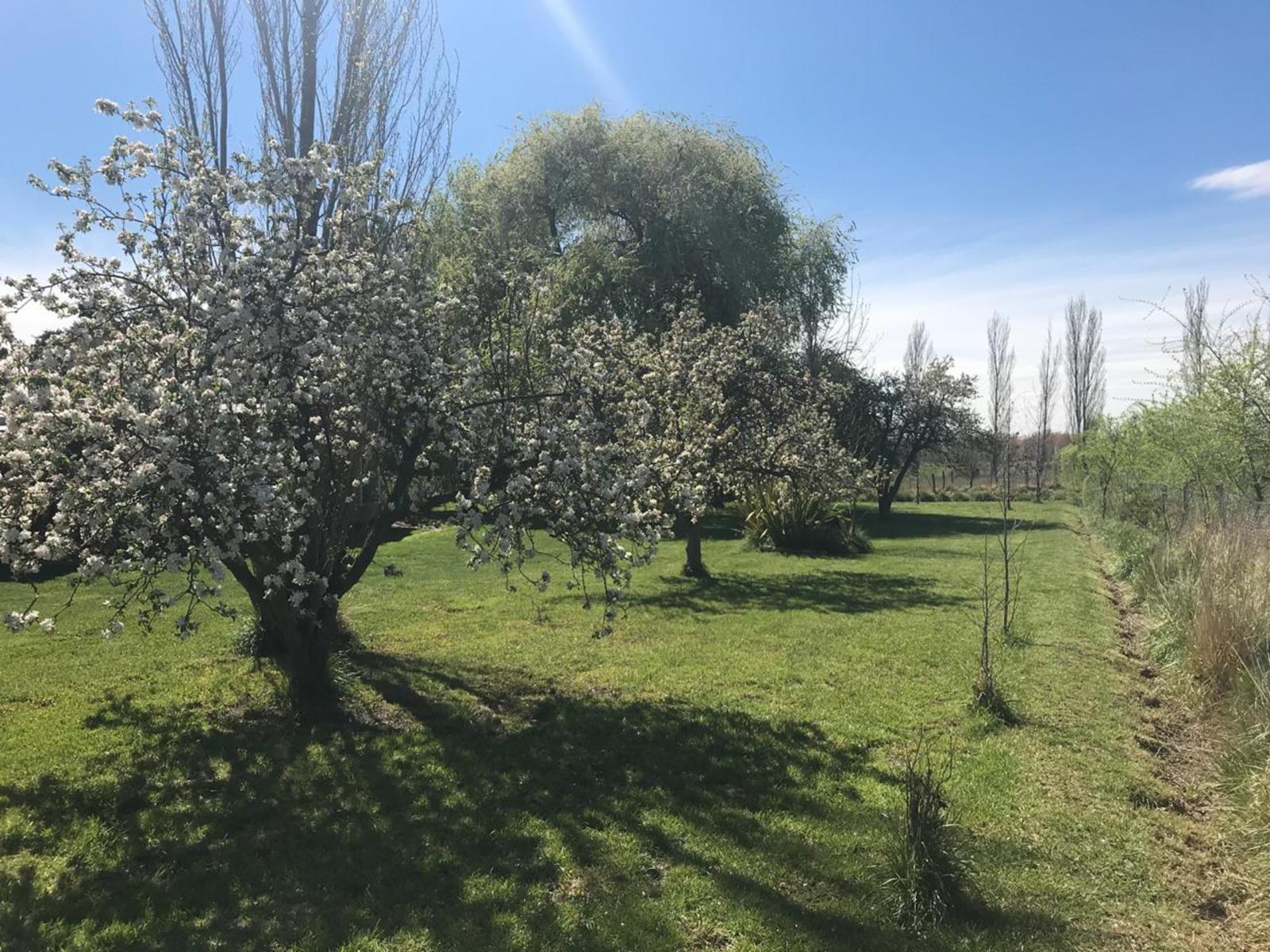 CAMINO 1/3 RUTA NAC N3. IDEVI · Adolfo Alsina — foto 16