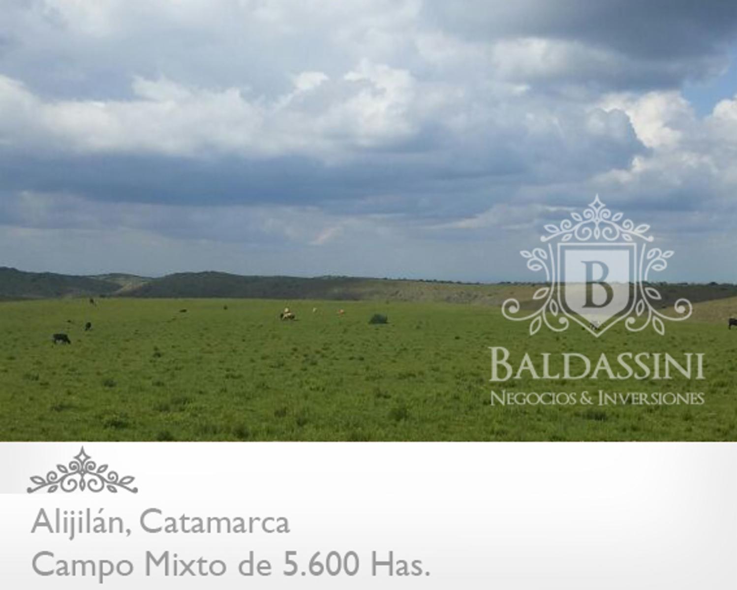 Campo Mixto 5600 has en Alijilán Pcia de Catamarca · Santa Rosa — foto 3