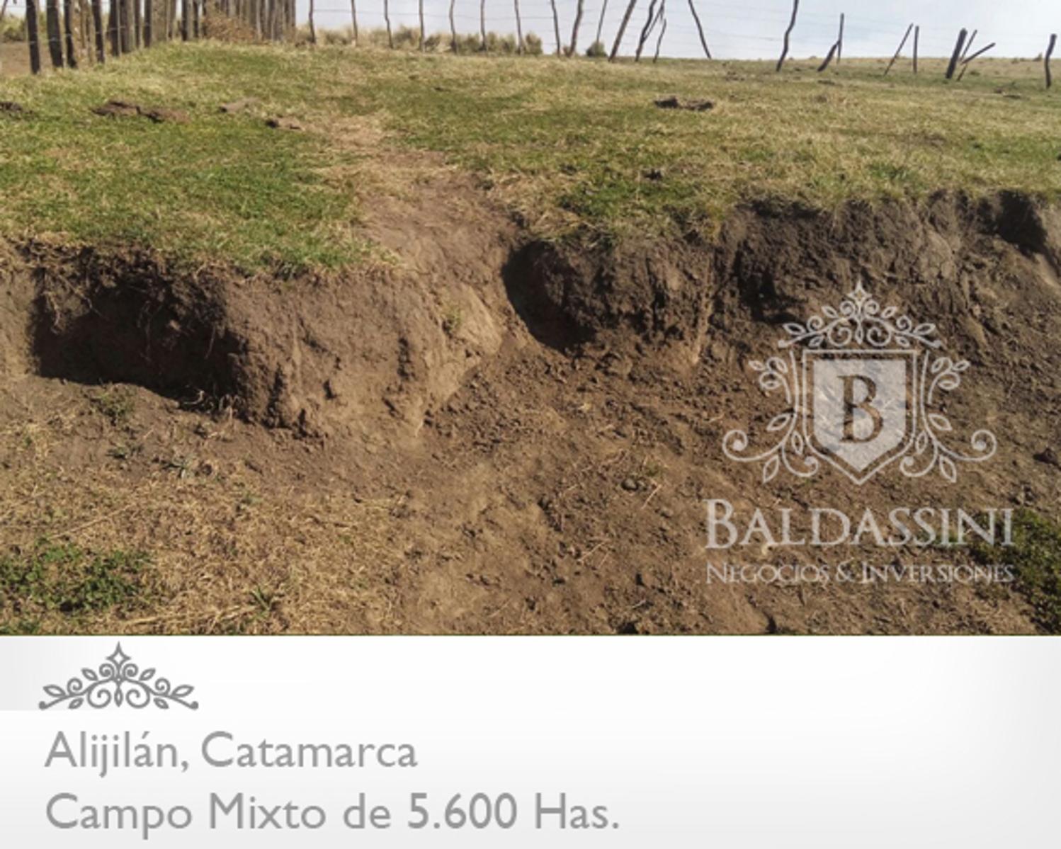 Campo Mixto 5600 has en Alijilán Pcia de Catamarca · Santa Rosa — foto 4