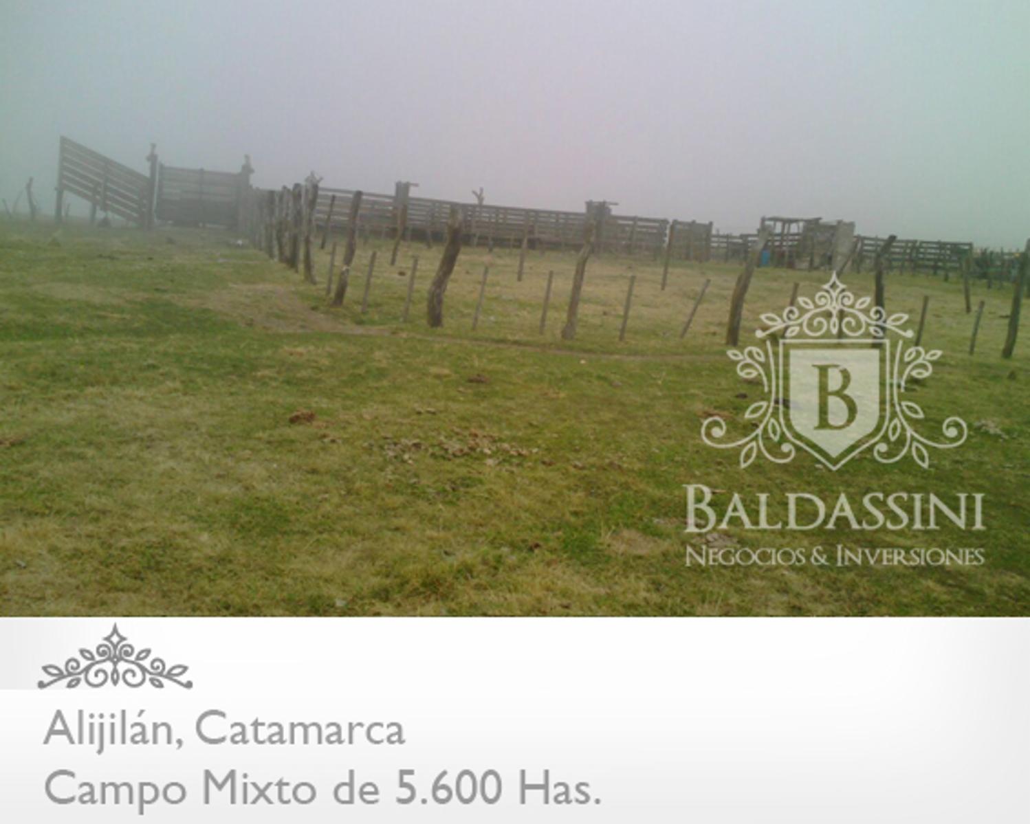 Campo Mixto 5600 has en Alijilán Pcia de Catamarca · Santa Rosa — foto 5