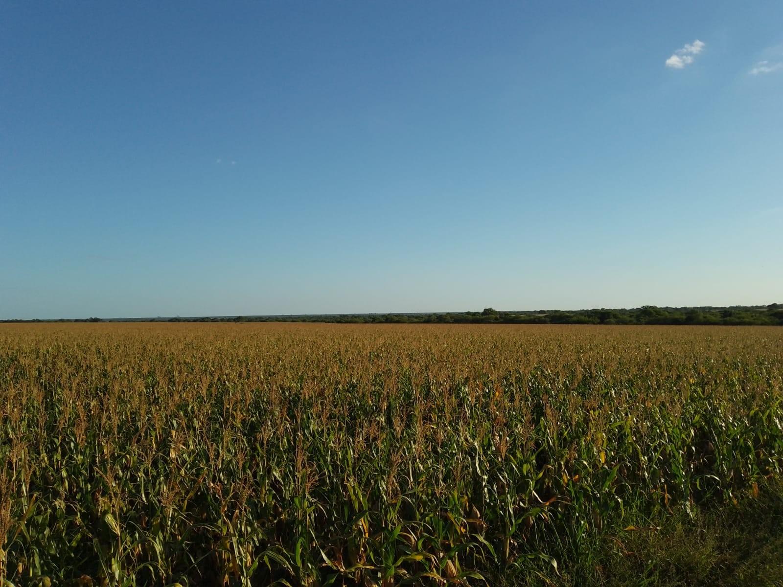 CAMPO MIXTO FEDERAL E.R. 1.450 HA CON 340 HA AGRÍCOLAS  U$S2.800/HA