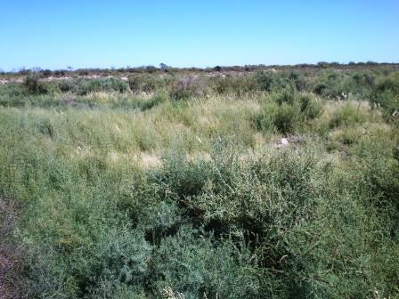 Venta Campo 2700 hectáreas – Ruta 7 Km 7 – Desaguadero – Mendoza