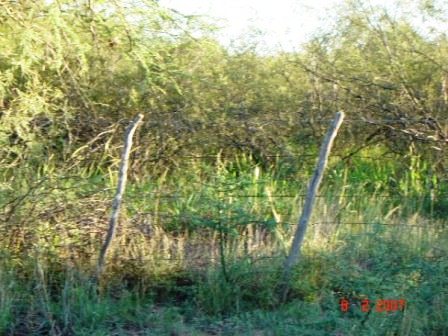 Venta Campo 635 hectáreas – Ruta 79 82000 – El Calden – San Luis
