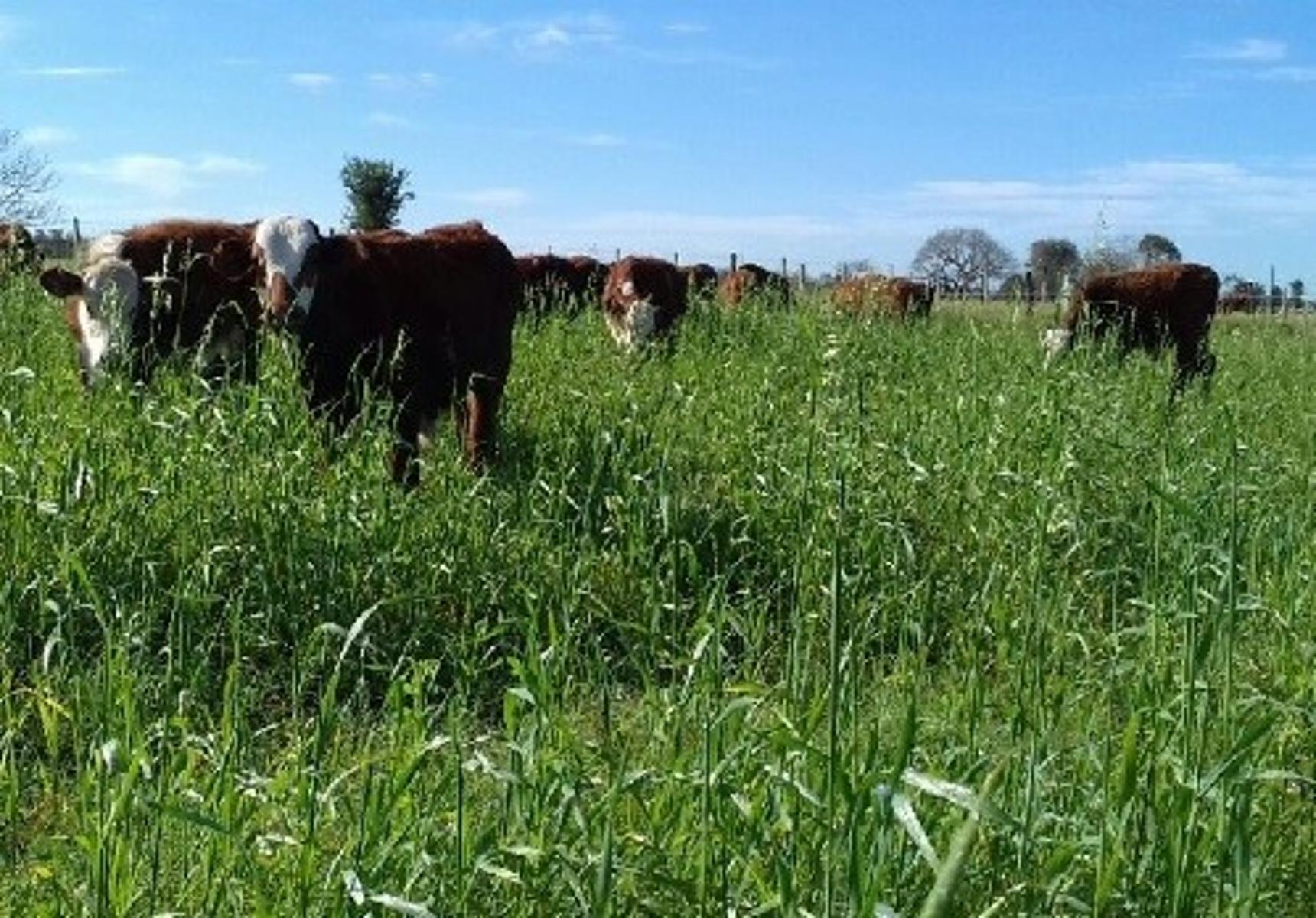 EXCELENTE CAMPO AGRICOLA - GANADERO EN FORMOSA