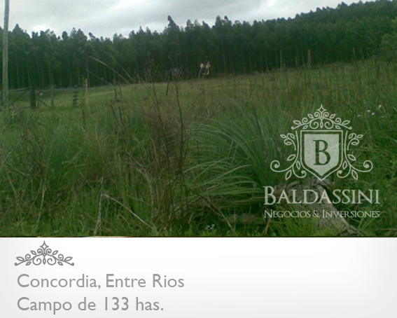 CAMPO DE 133 HAS. SIN MEJORAS · Concordia — foto 4