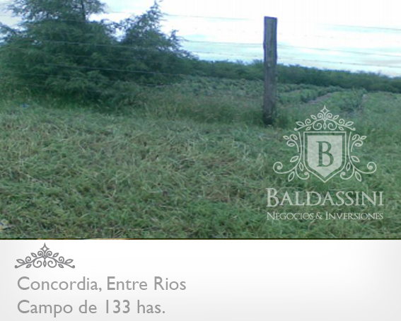 CAMPO DE 133 HAS. SIN MEJORAS · Concordia — foto 5