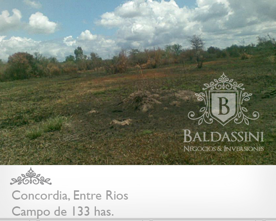 CAMPO DE 133 HAS. SIN MEJORAS · Concordia — foto 6