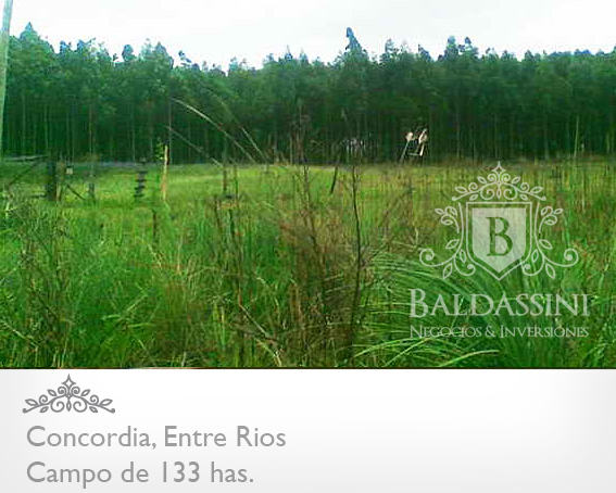 CAMPO DE 133 HAS. SIN MEJORAS · Concordia — foto 8