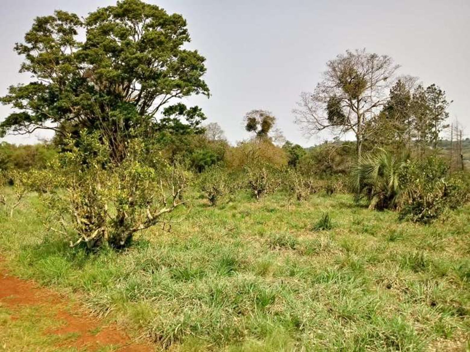 Guarani, Oberá, Misiones · Oberá — foto 11