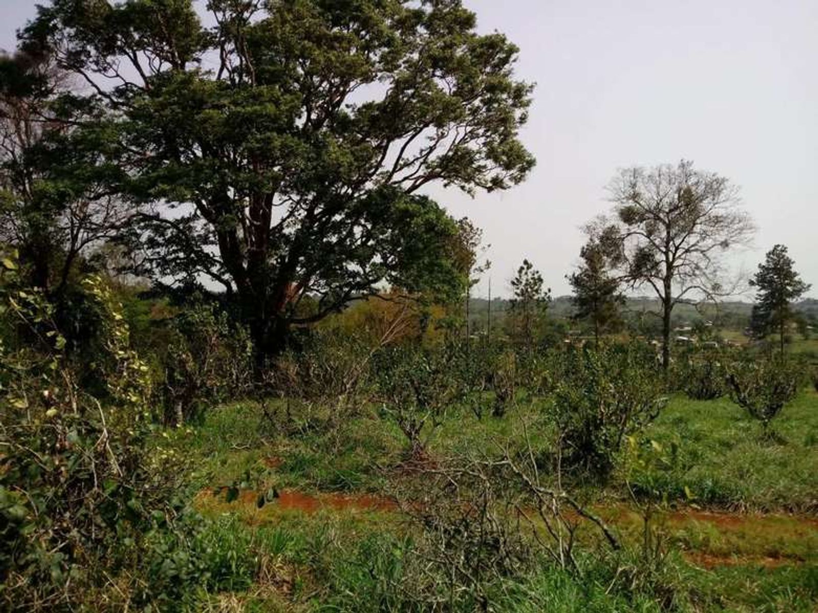 Guarani, Oberá, Misiones · Oberá — foto 5