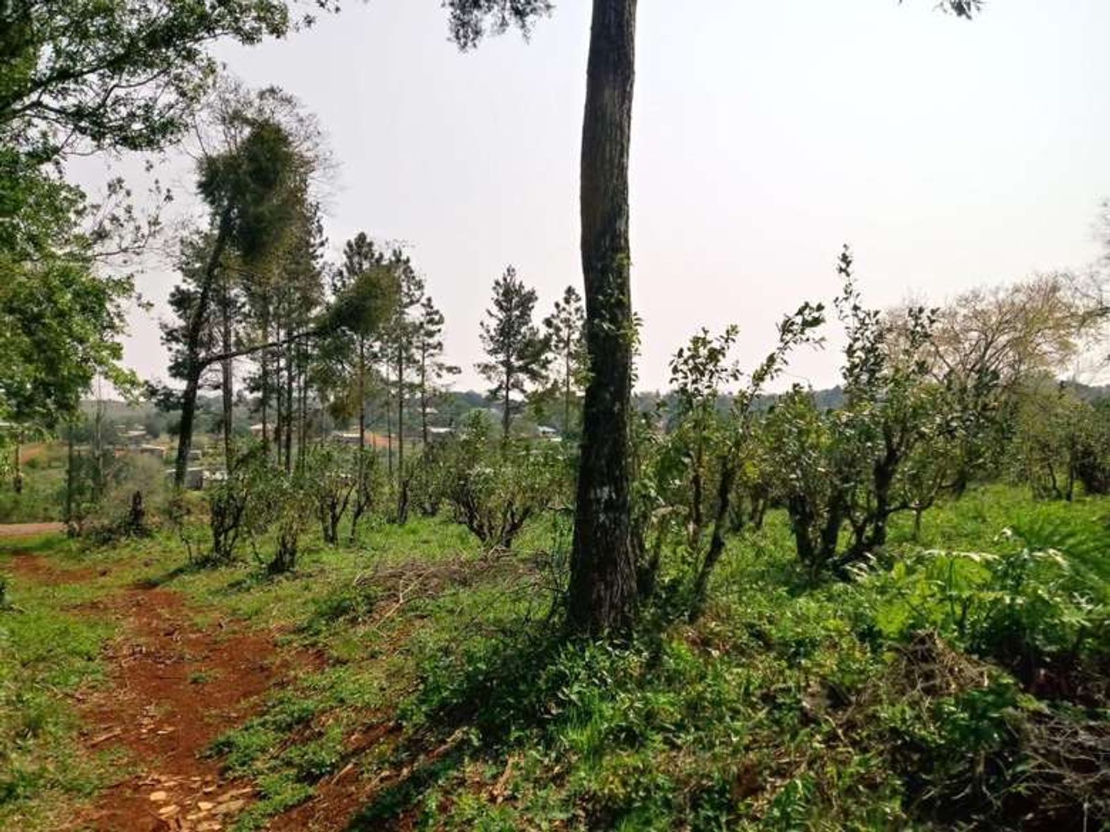 Guarani, Oberá, Misiones · Oberá — foto 6