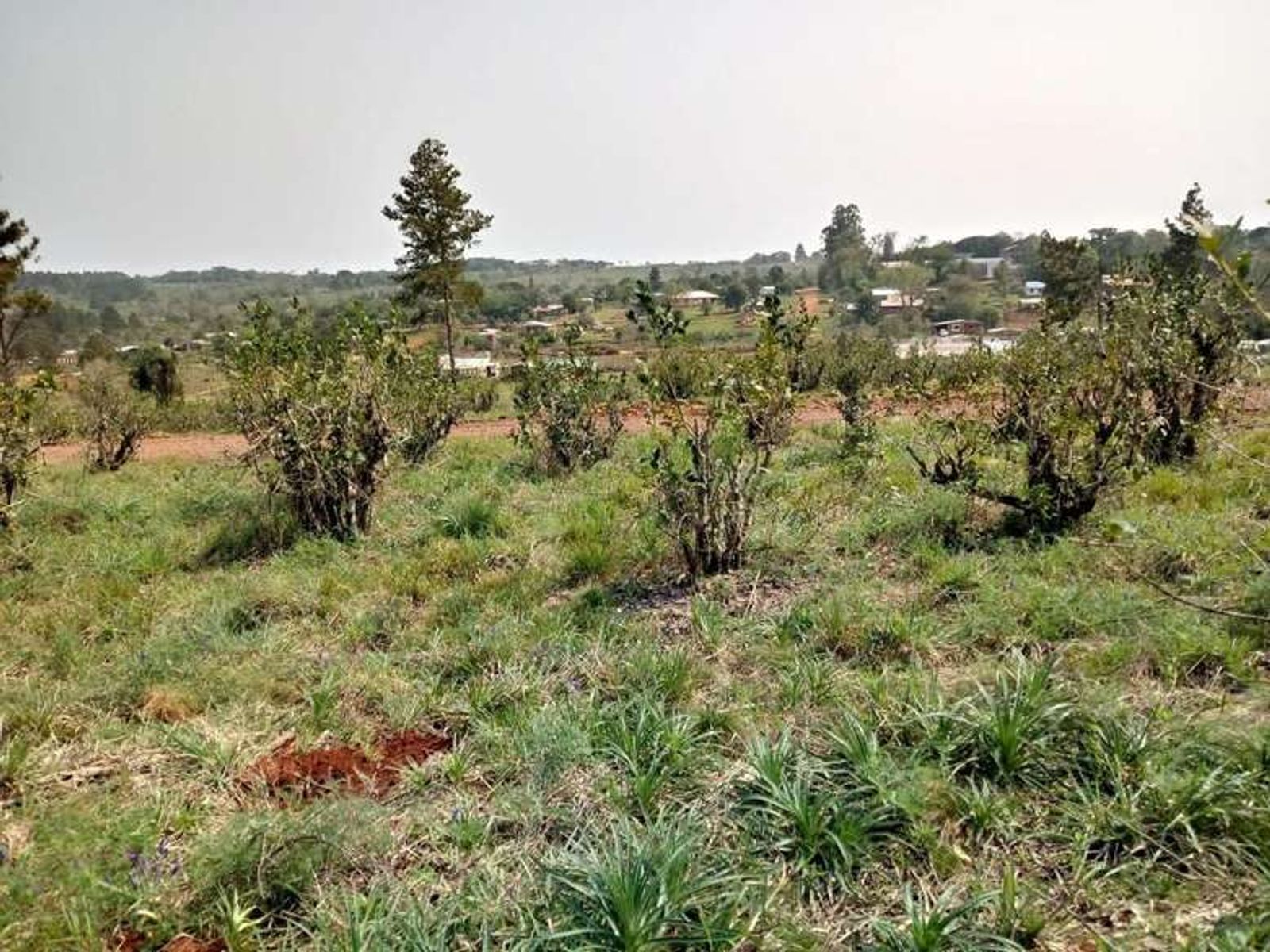Guarani, Oberá, Misiones · Oberá — foto 8