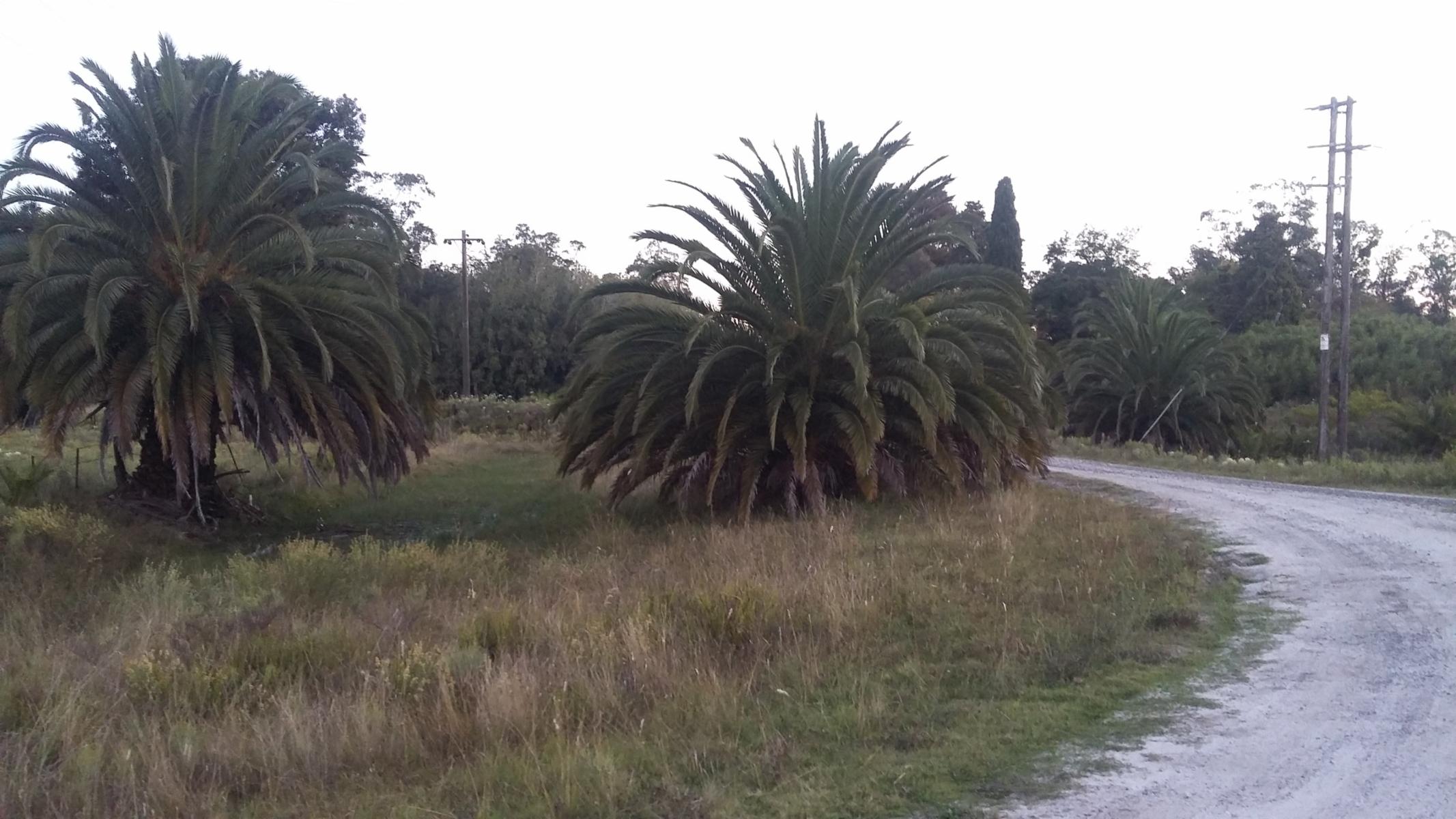 CAMPO 12,5 HECTÁREAS EN LAS TAHONAS