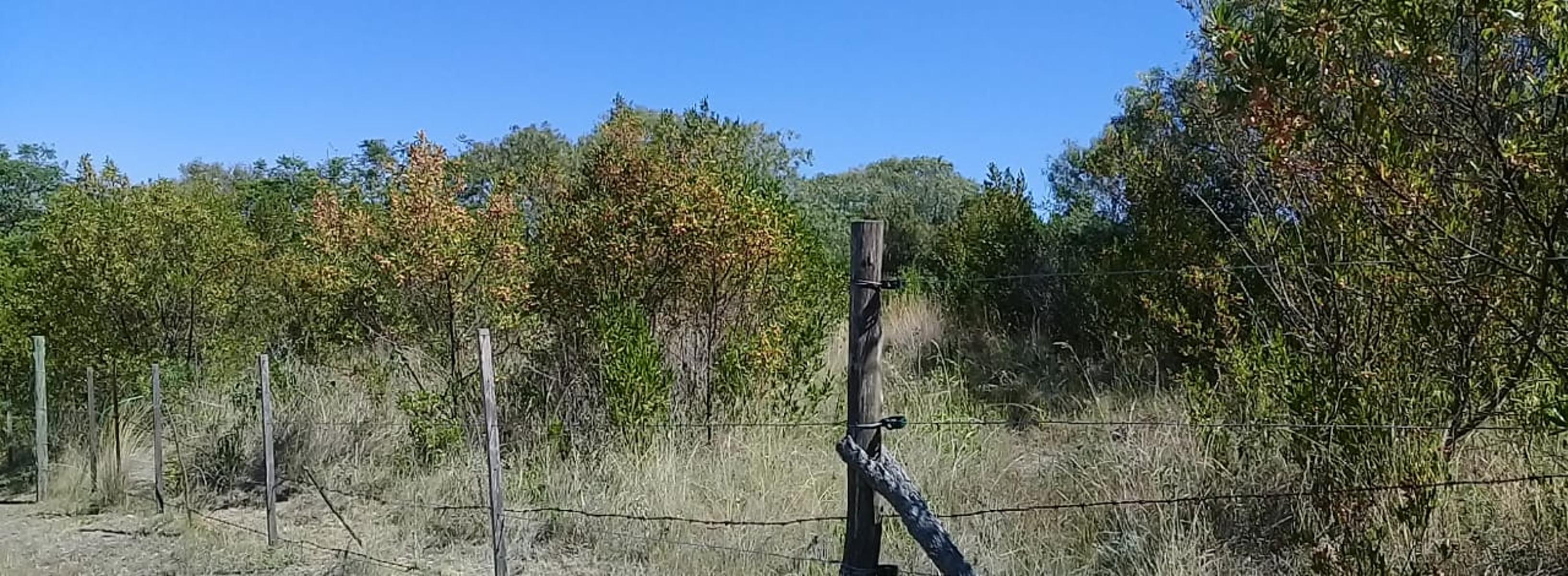SELVA DE MONTIEL · Paraná — foto 3