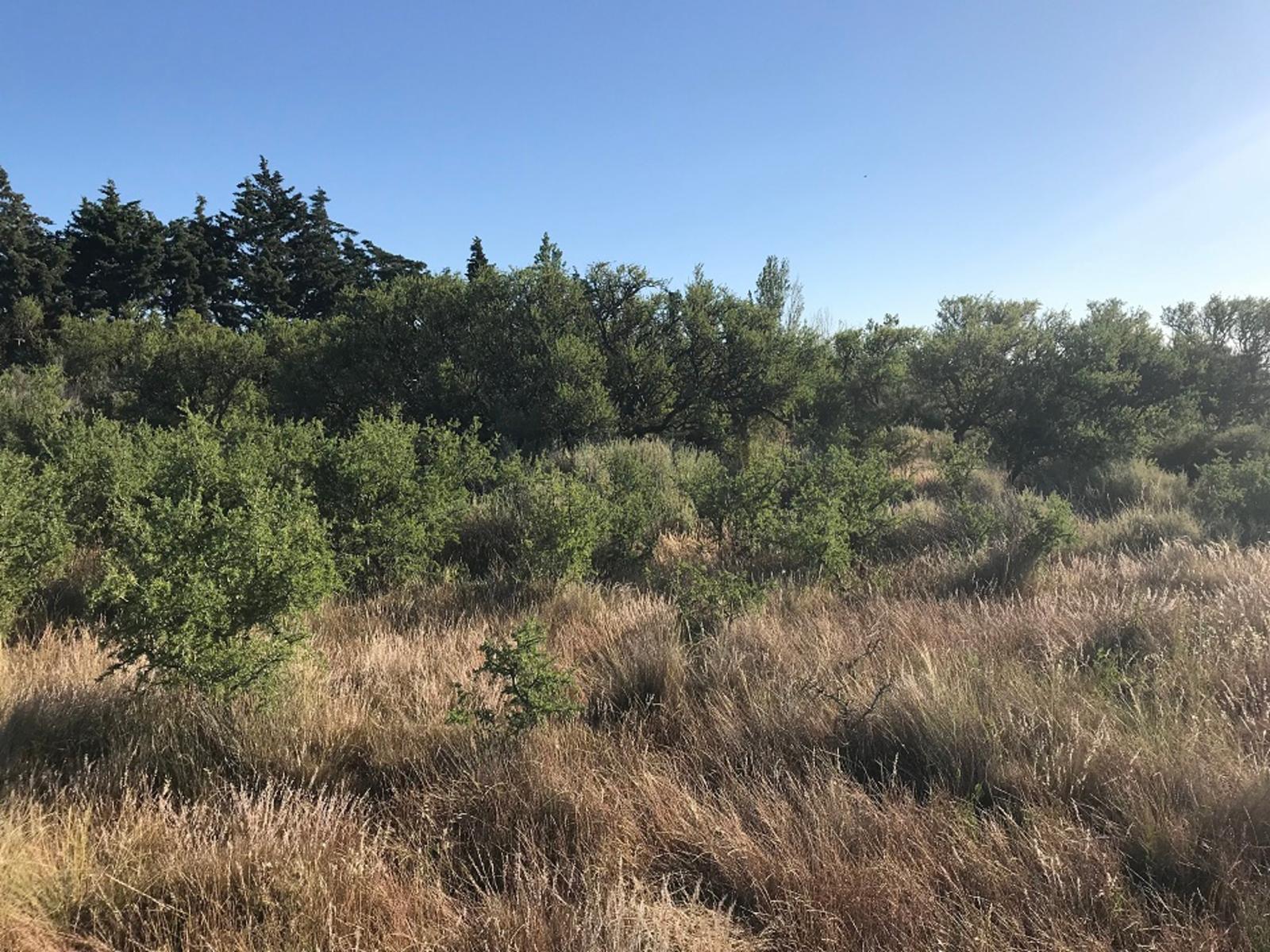 RUTA PROVINCIAL Nº1 · Adolfo Alsina — foto 10