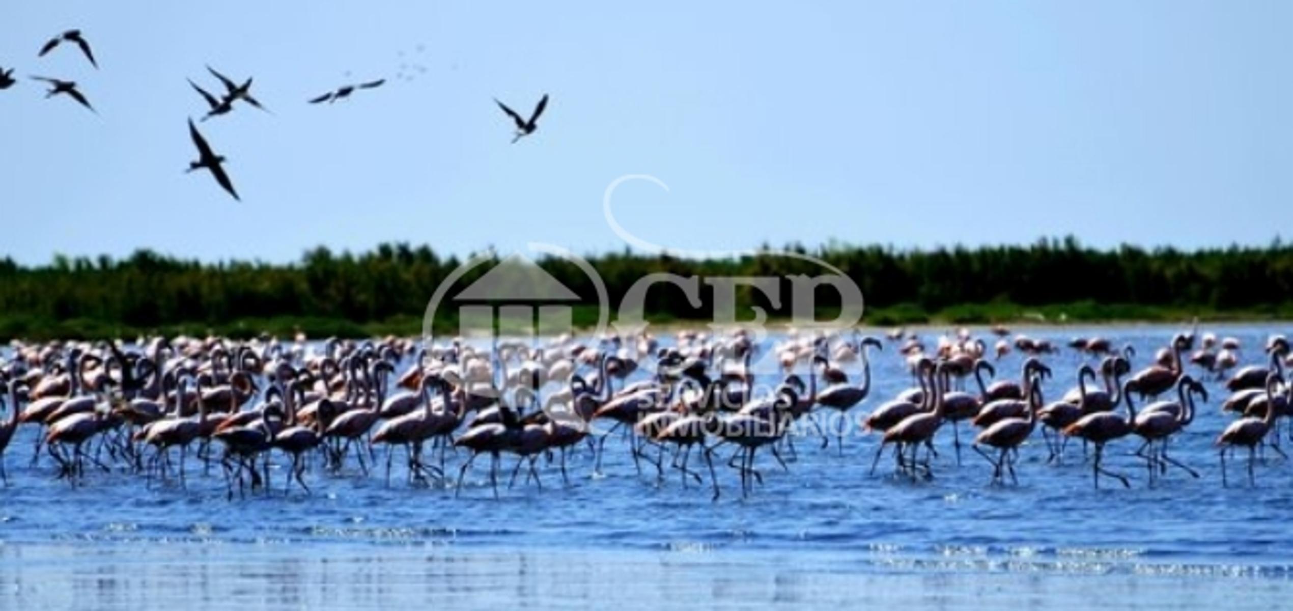 550 HECTÁREAS RUTA MAR CHIQUITA